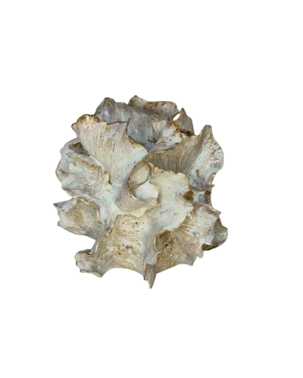 Jane Birchall - Ceramic